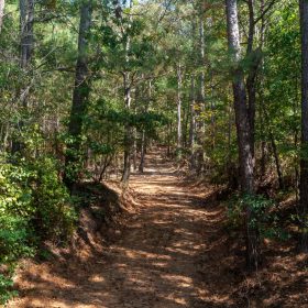 Willow Grove Tract 9 in Lamar County, AL