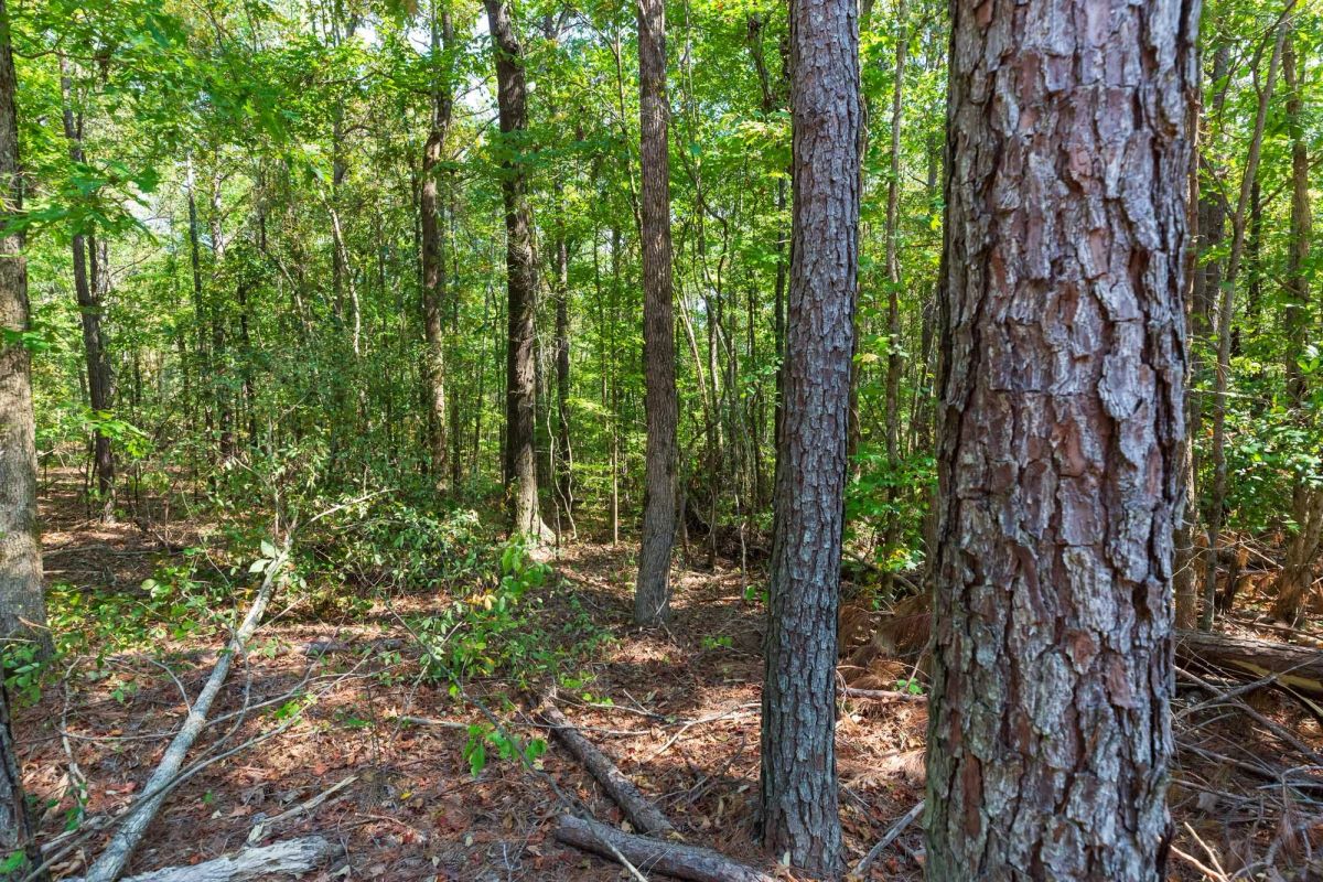 Decorative background for Willow Grove Tract 9 image 6