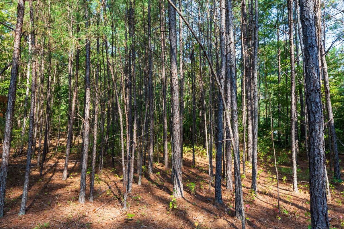 Decorative background for Willow Grove Tract 9 image 9