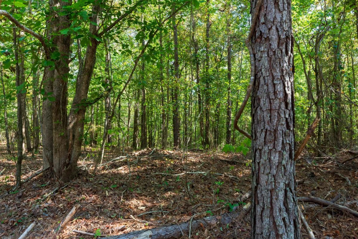Decorative background for Willow Grove Tract 9 image 11