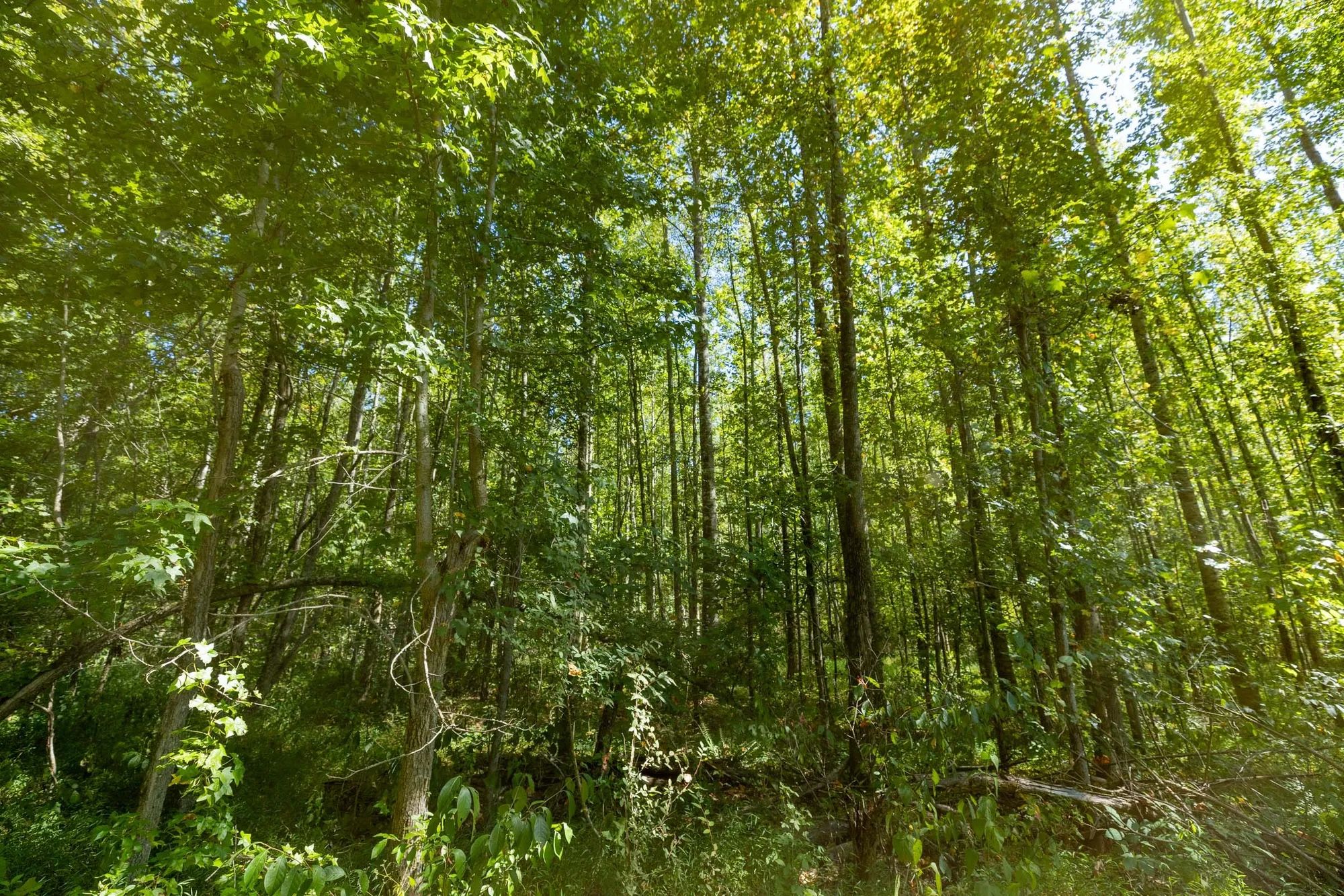 Big White Oak Tract 113 in Perry County, TN