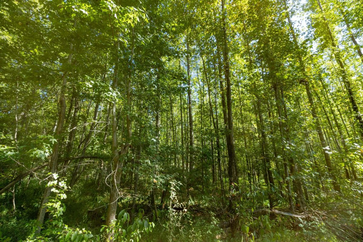 Big White Oak Tract 113 - Image 2