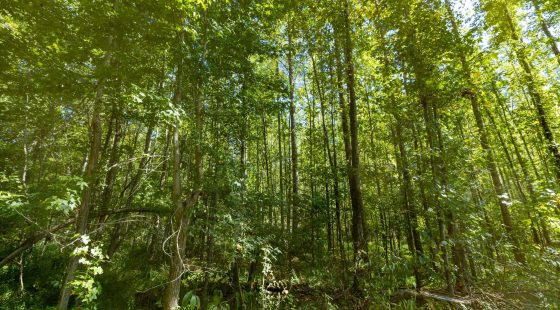 Big White Oak Tract 113 in Perry County, TN