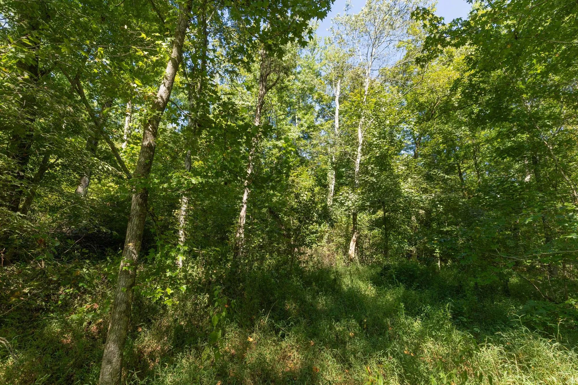 Big White Oak Tract 113 in Perry County, TN