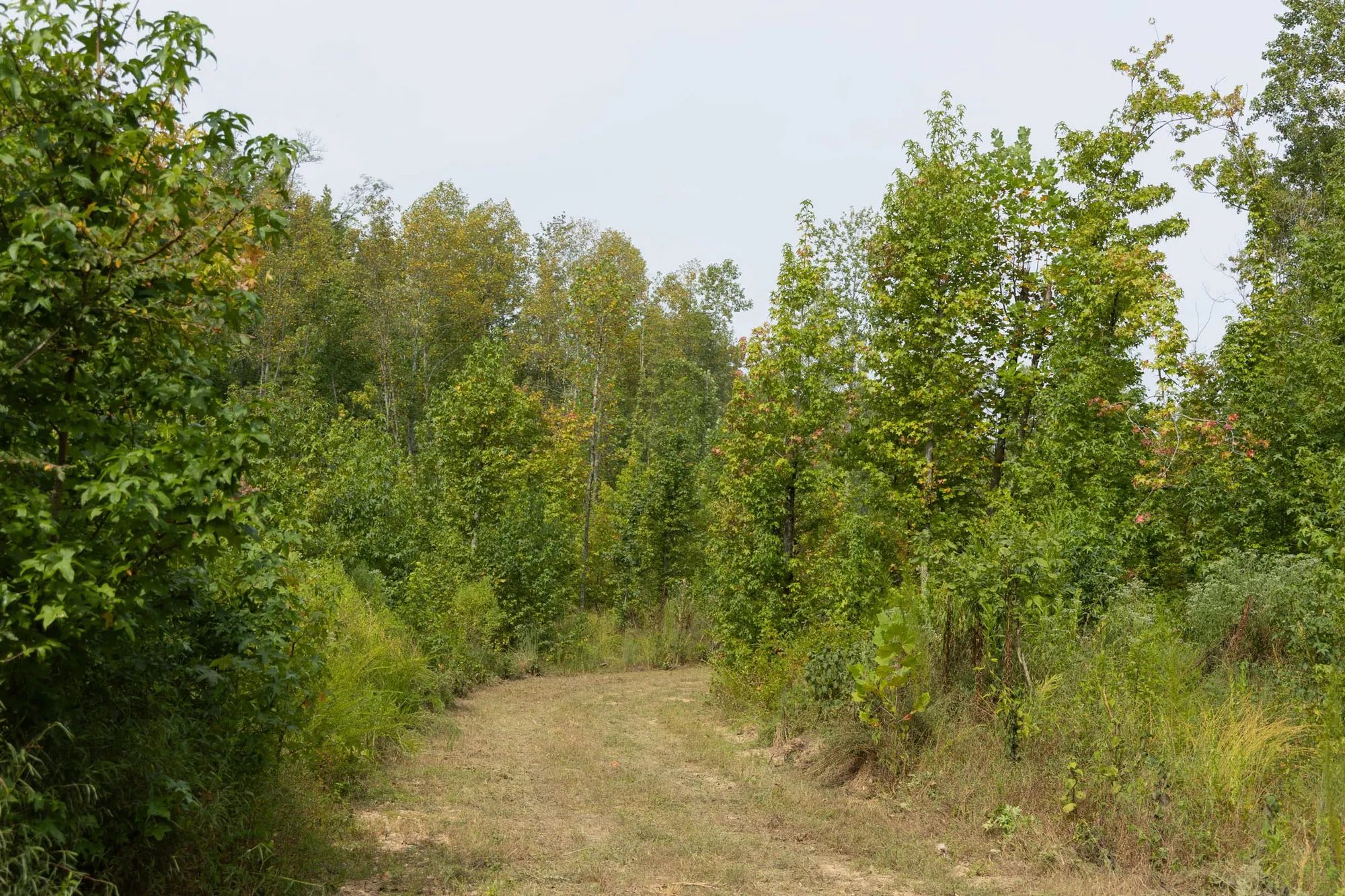 Big White Oak Tract 113 in Perry County, TN