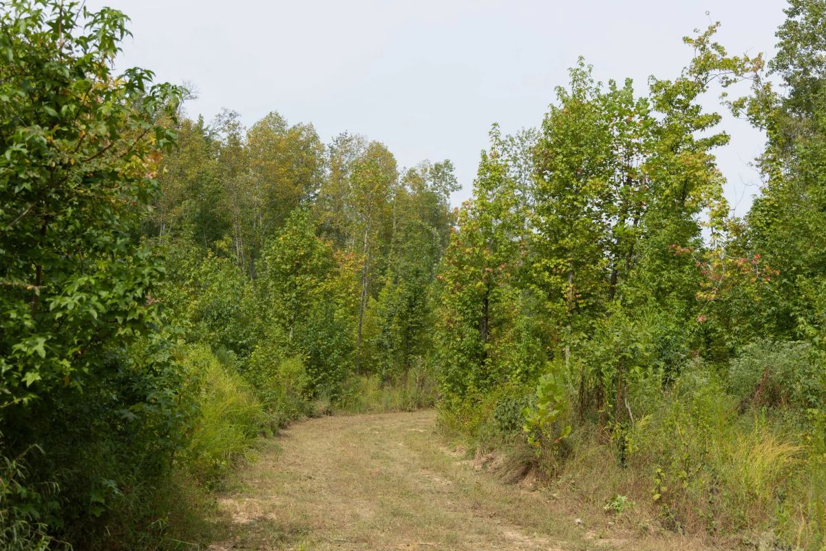 Big White Oak Tract 113 - Image 4