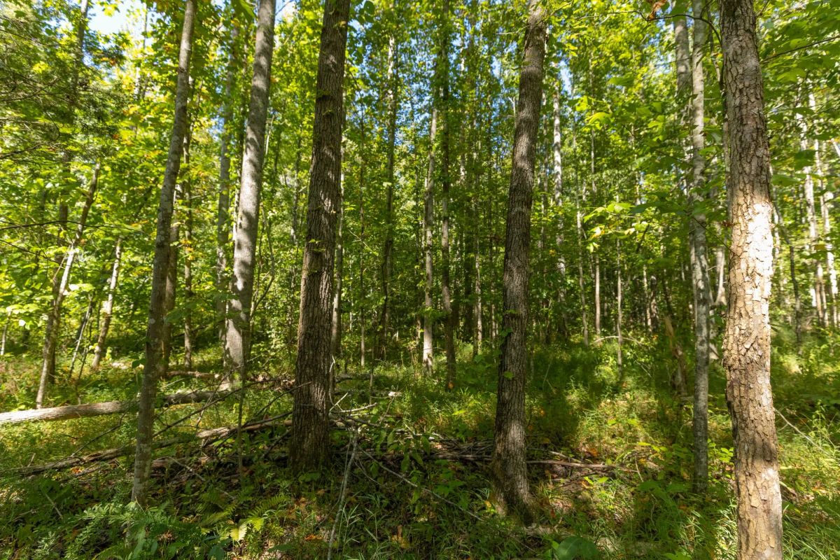 Decorative background for Big White Oak Tract 113 image 5