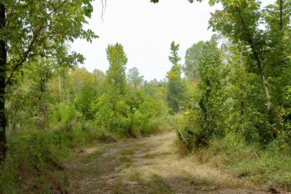 Decorative background for Big White Oak Tract 113 image 6
