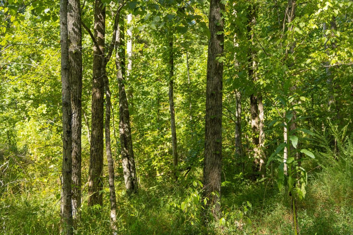 Decorative background for Big White Oak Tract 113 image 7