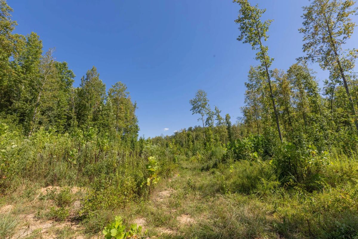 Decorative background for Big White Oak Tract 113 image 8