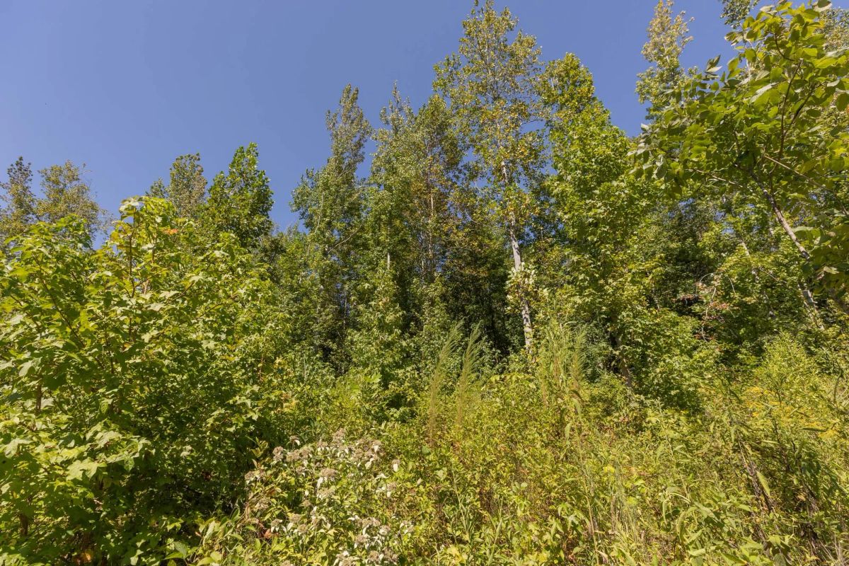 Decorative background for Big White Oak Tract 113 image 9