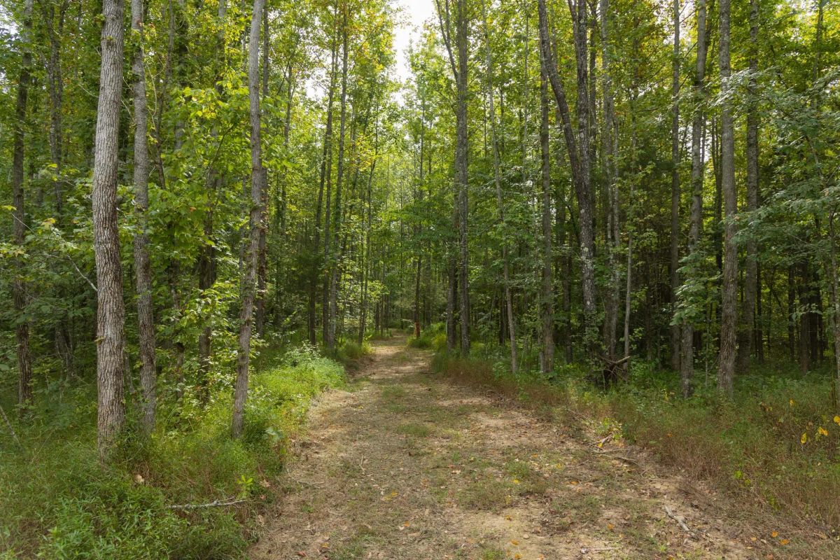 Decorative background for Big White Oak Tract 113 image 10