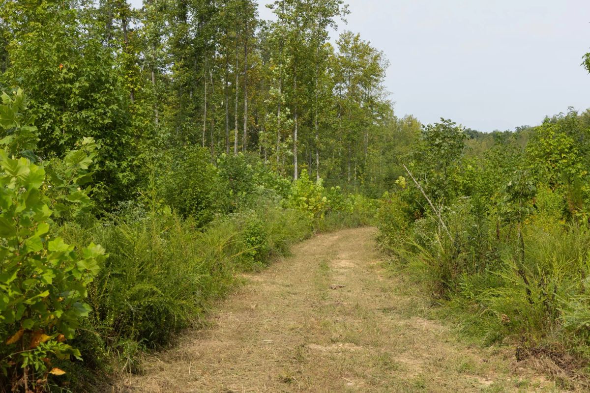 Decorative background for Big White Oak Tract 113 image 11