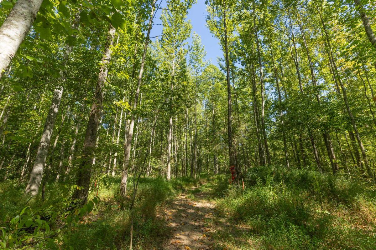 Decorative background for Big White Oak Tract 113 image 12