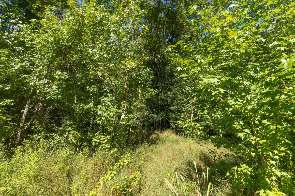 Decorative background for Big White Oak Tract 113 image 13