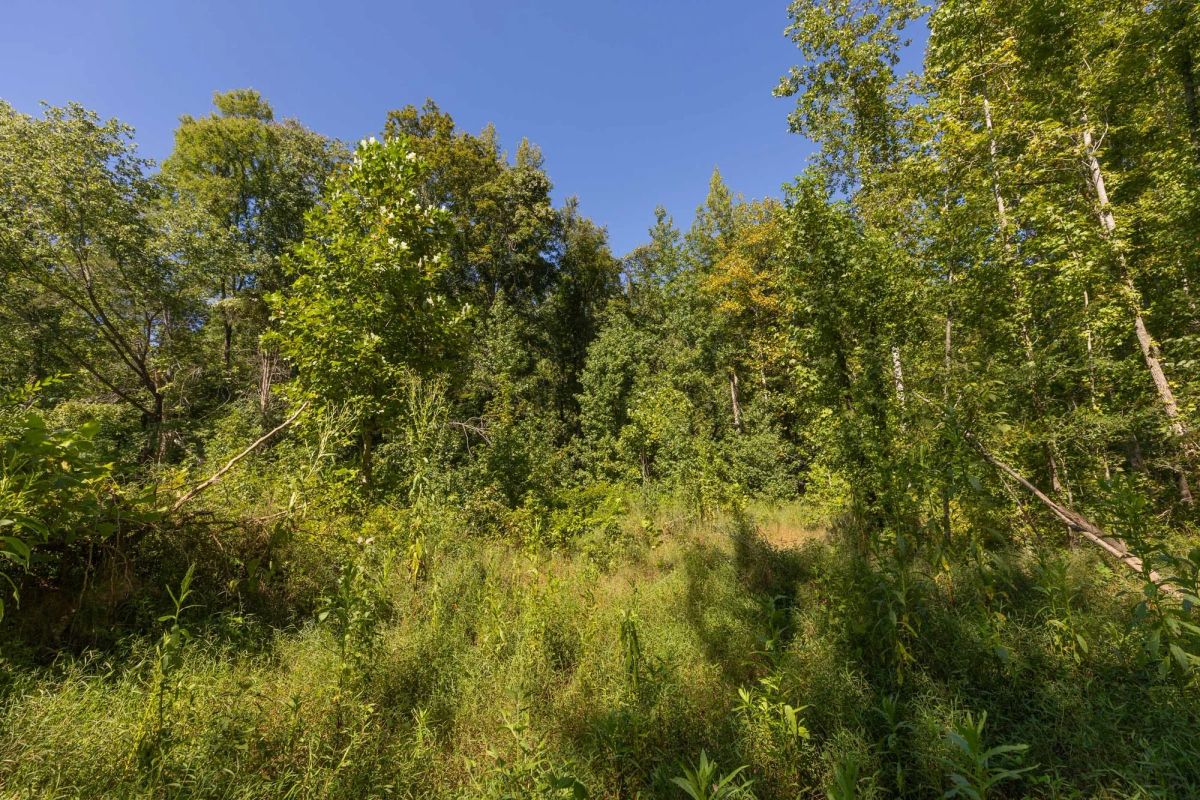 Decorative background for Big White Oak Tract 113 image 14