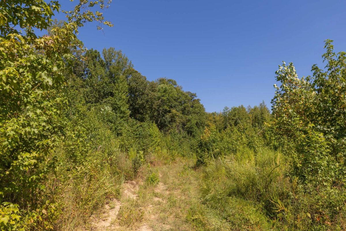 Decorative background for Big White Oak Tract 113 image 15