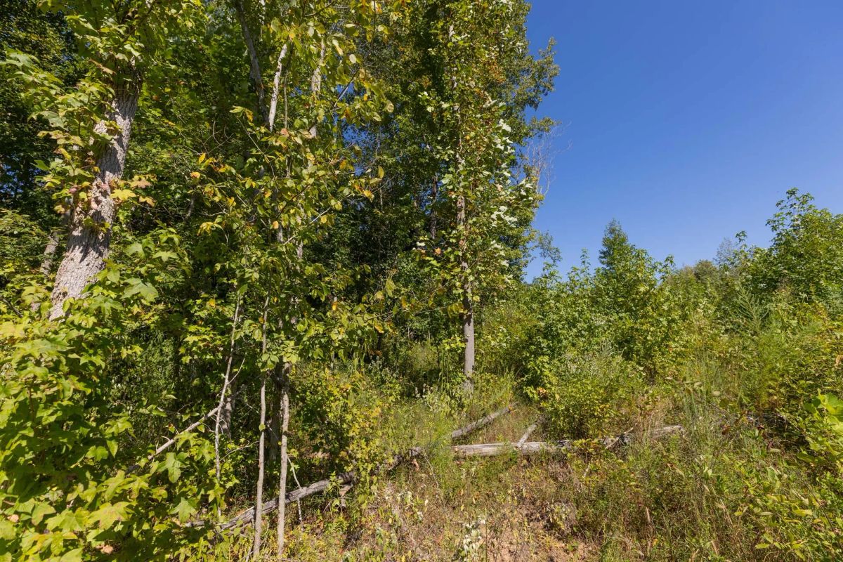 Decorative background for Big White Oak Tract 113 image 16