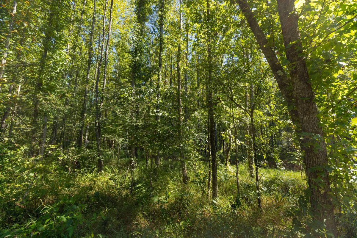 Decorative background for Big White Oak Tract 113 image 17