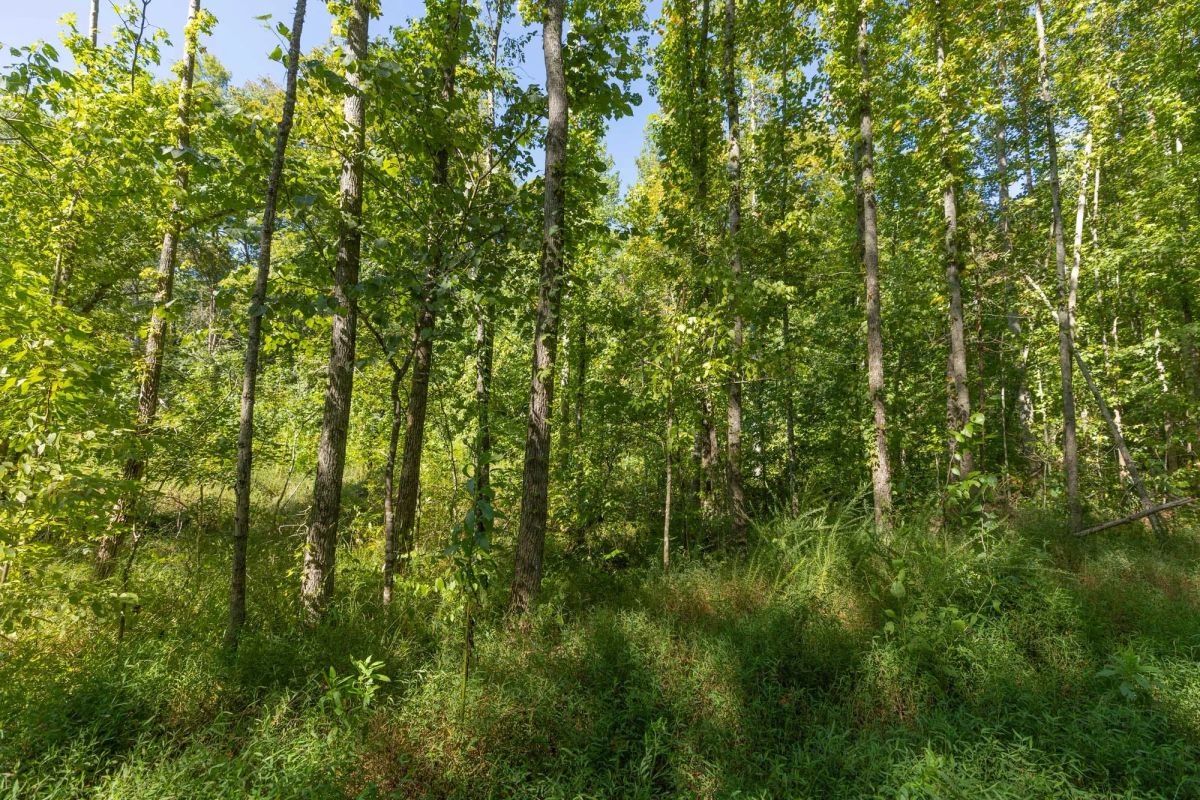 Decorative background for Big White Oak Tract 113 image 18