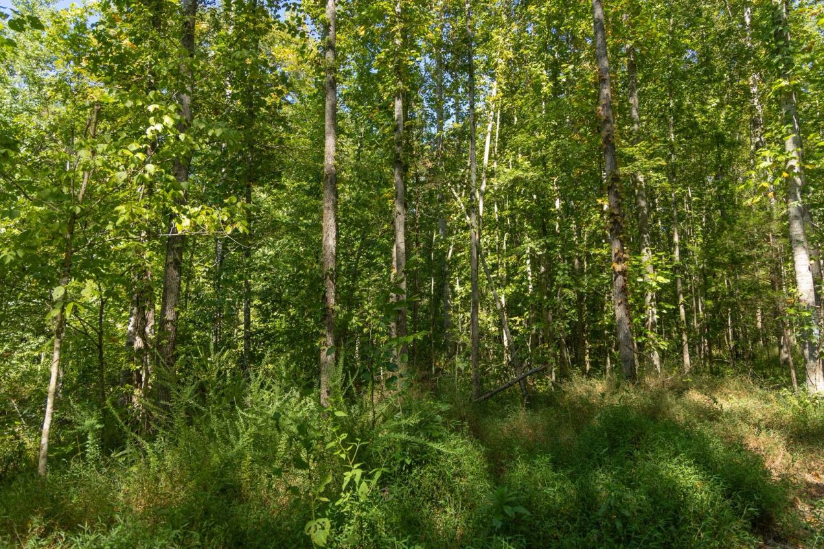 Decorative background for Big White Oak Tract 113 image 19