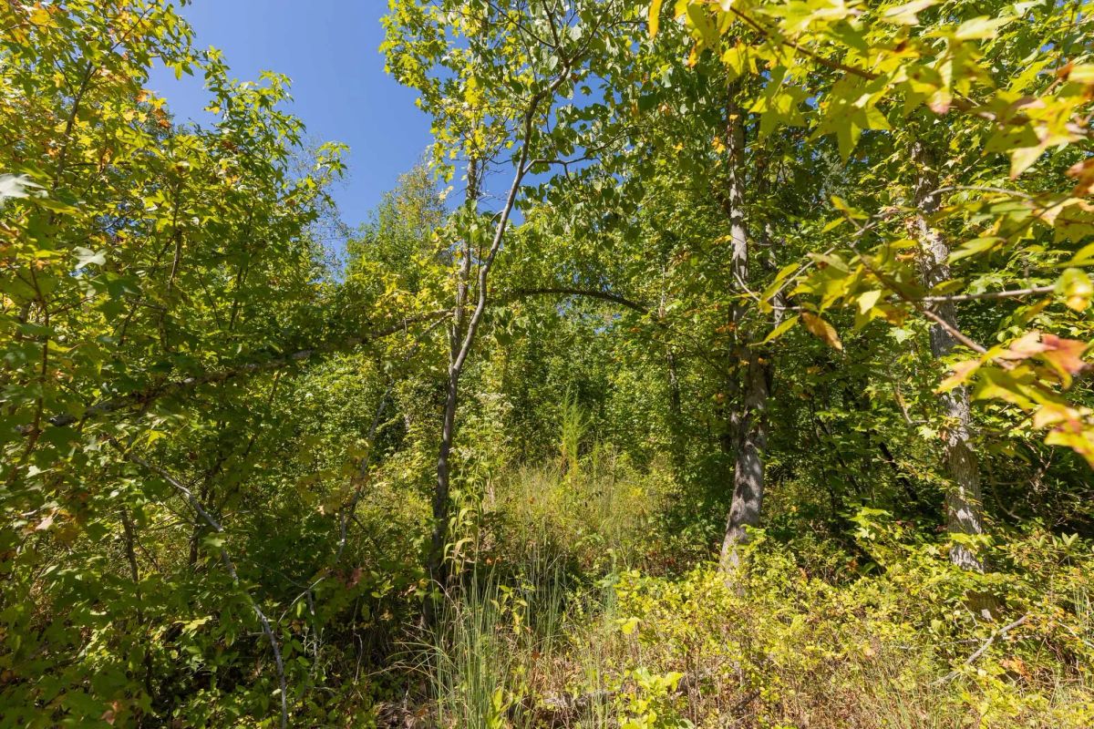 Decorative background for Big White Oak Tract 113 image 20