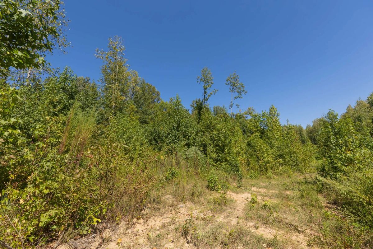 Decorative background for Big White Oak Tract 113 image 21