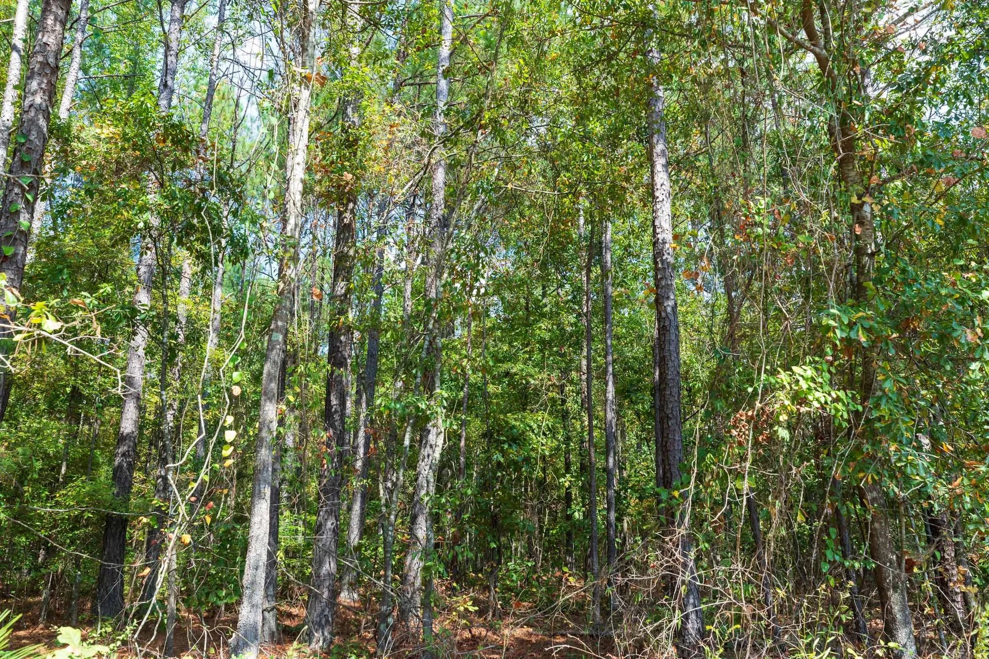 Willow Grove Tract 1 in Lamar County, AL
