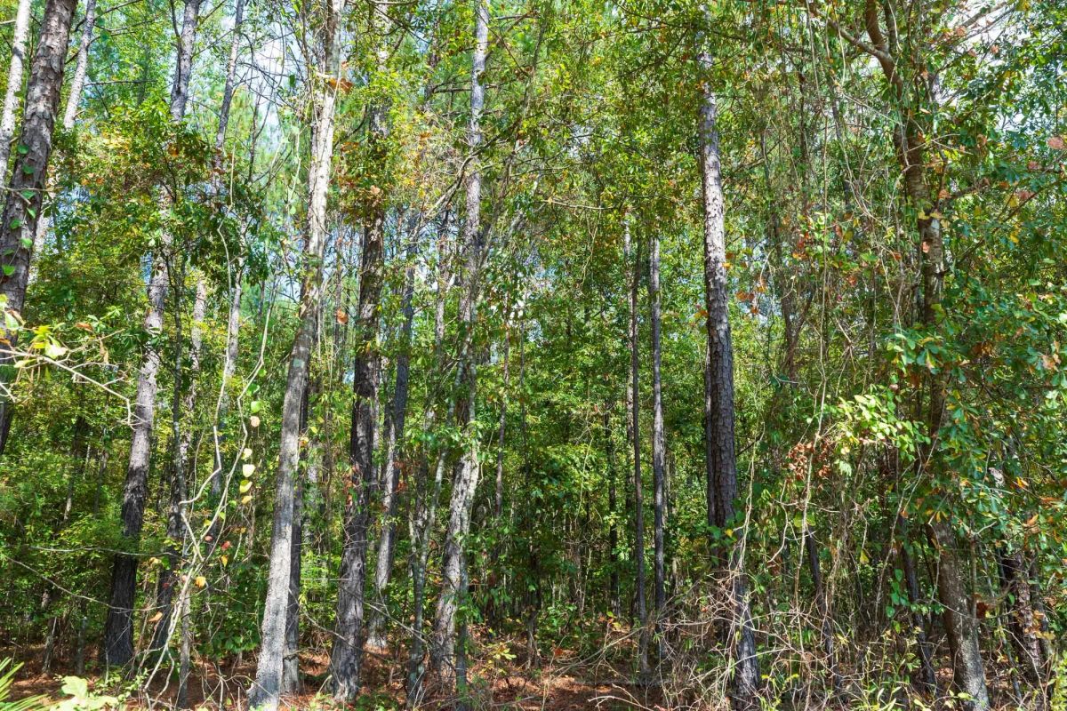 Willow Grove Tract 1 - Image 2