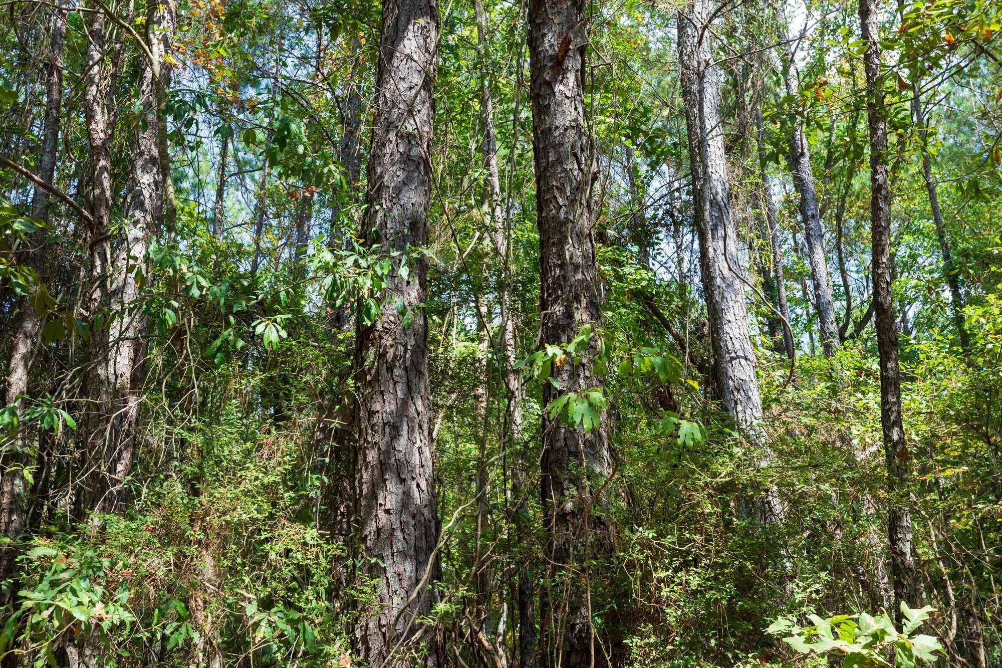 Willow Grove Tract 1 in Lamar County, AL