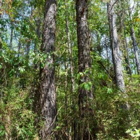 Willow Grove Tract 1 in Lamar County, AL