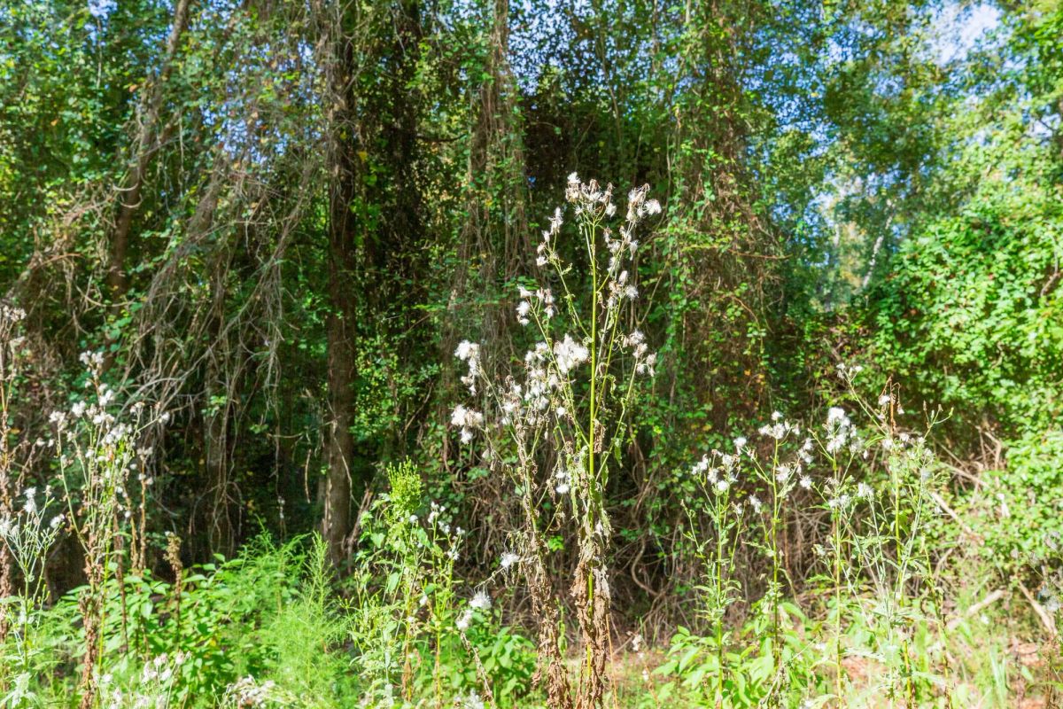Decorative background for Willow Grove Tract 1 image 6