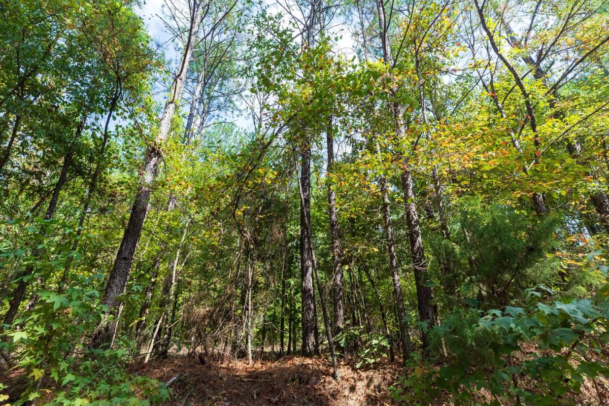 Decorative background for Willow Grove Tract 1 image 10