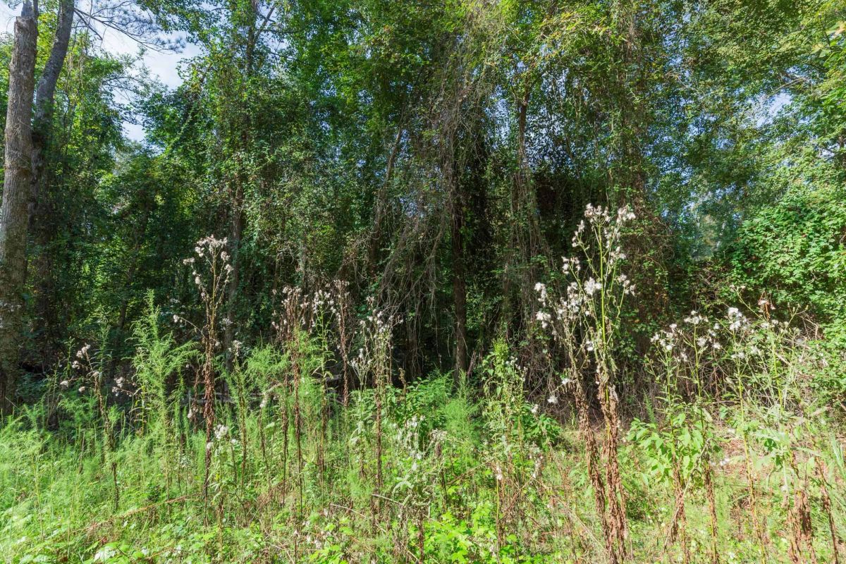 Decorative background for Willow Grove Tract 1 image 13