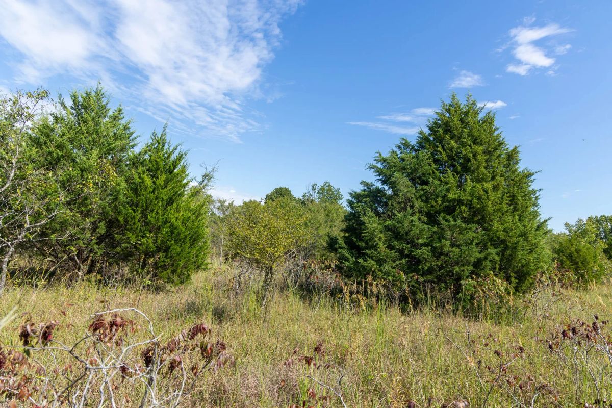 Decorative background for Reserves At Cattail Cove Phase II Tract 84 image 6