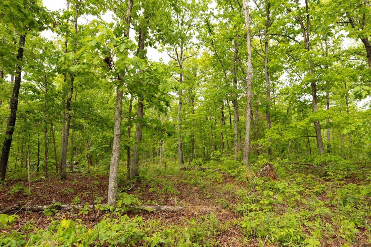 Decorative background for Stardust Estates Tract 32 image 5