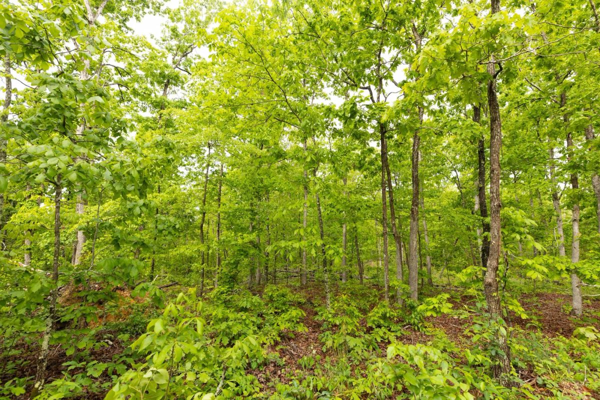 Decorative background for Stardust Estates Tract 32 image 6
