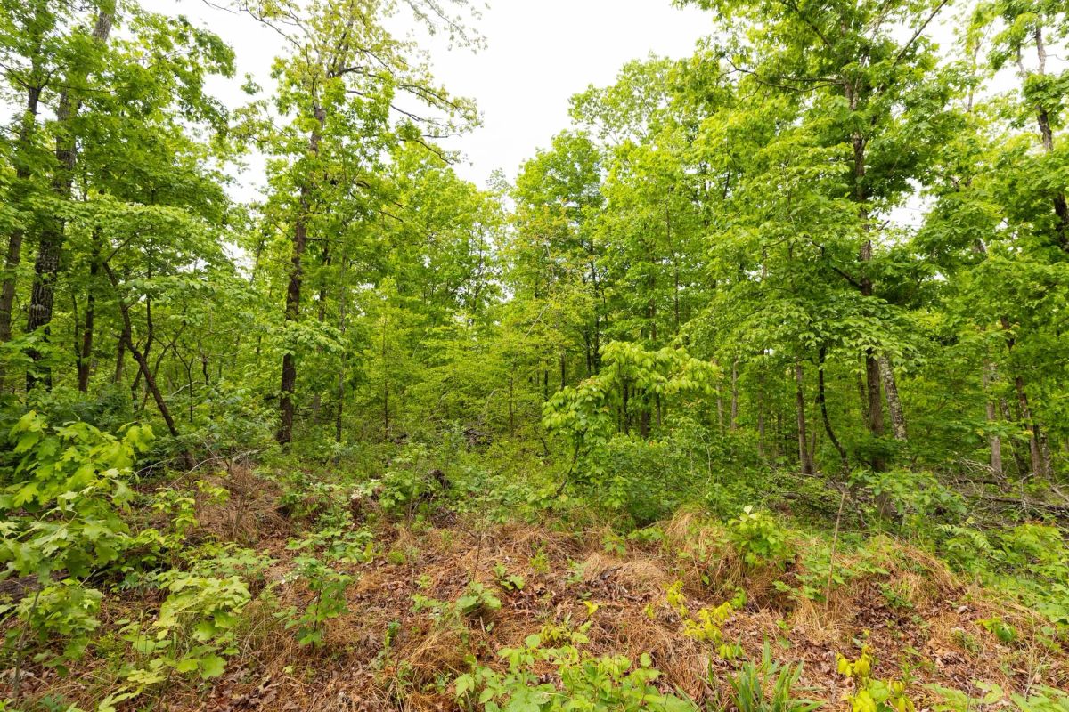 Decorative background for Stardust Estates Tract 32 image 7