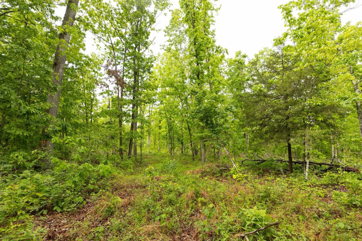 Decorative background for Stardust Estates Tract 32 image 12