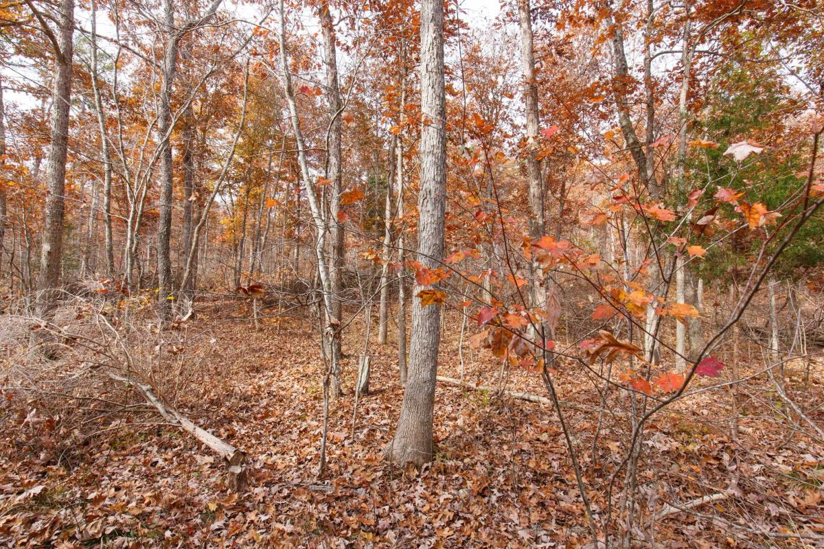 Decorative background for Hawkcrest Tract 48 image 6