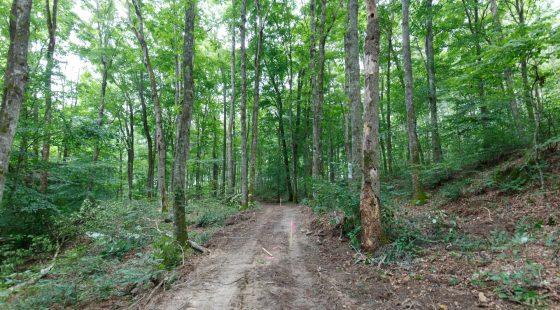 Rolling Hills Tract 12 in Wayne County, KY