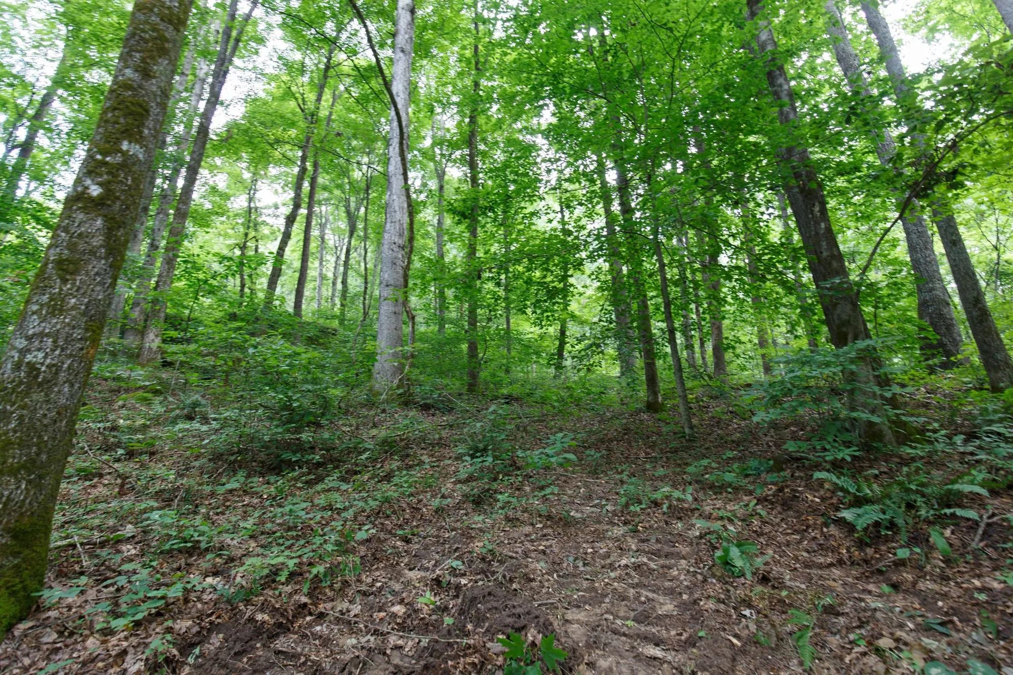 Rolling Hills Tract 12 in Wayne County, KY