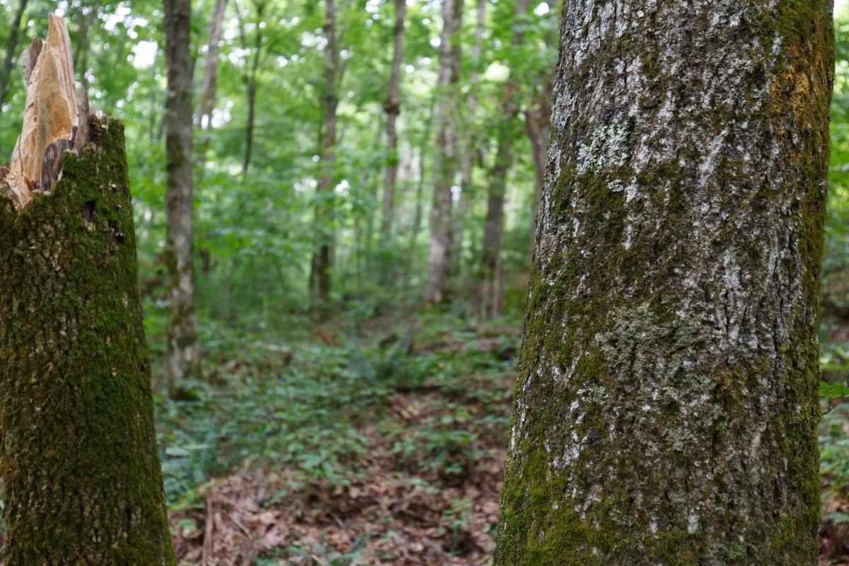 Decorative background for Rolling Hills Tract 12 image 5