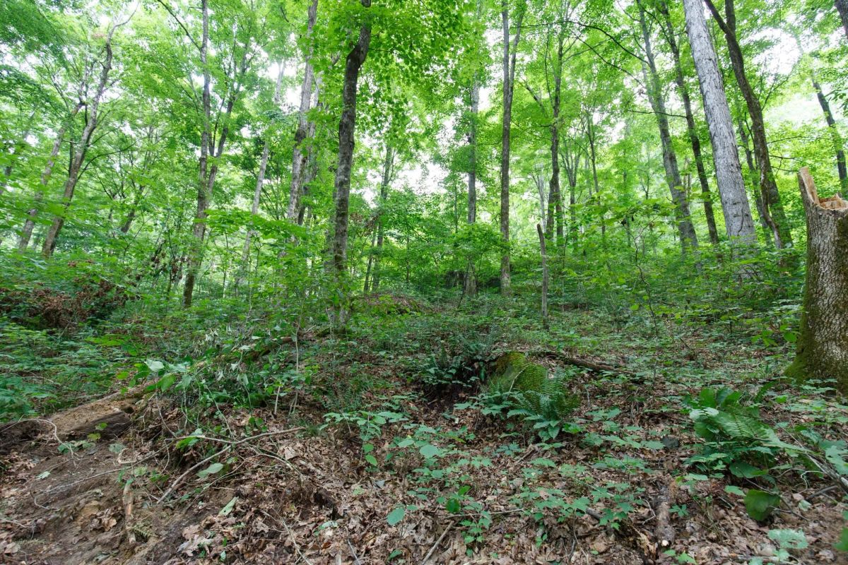 Decorative background for Rolling Hills Tract 12 image 6
