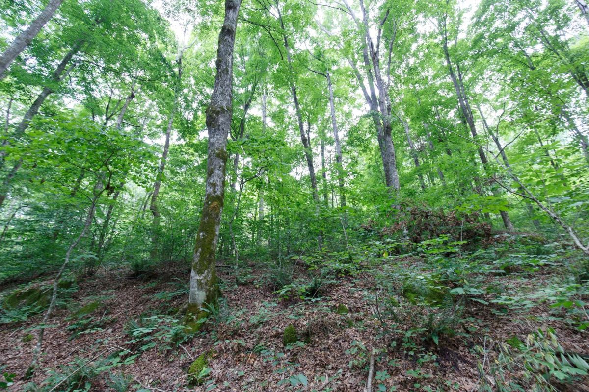 Decorative background for Rolling Hills Tract 12 image 8