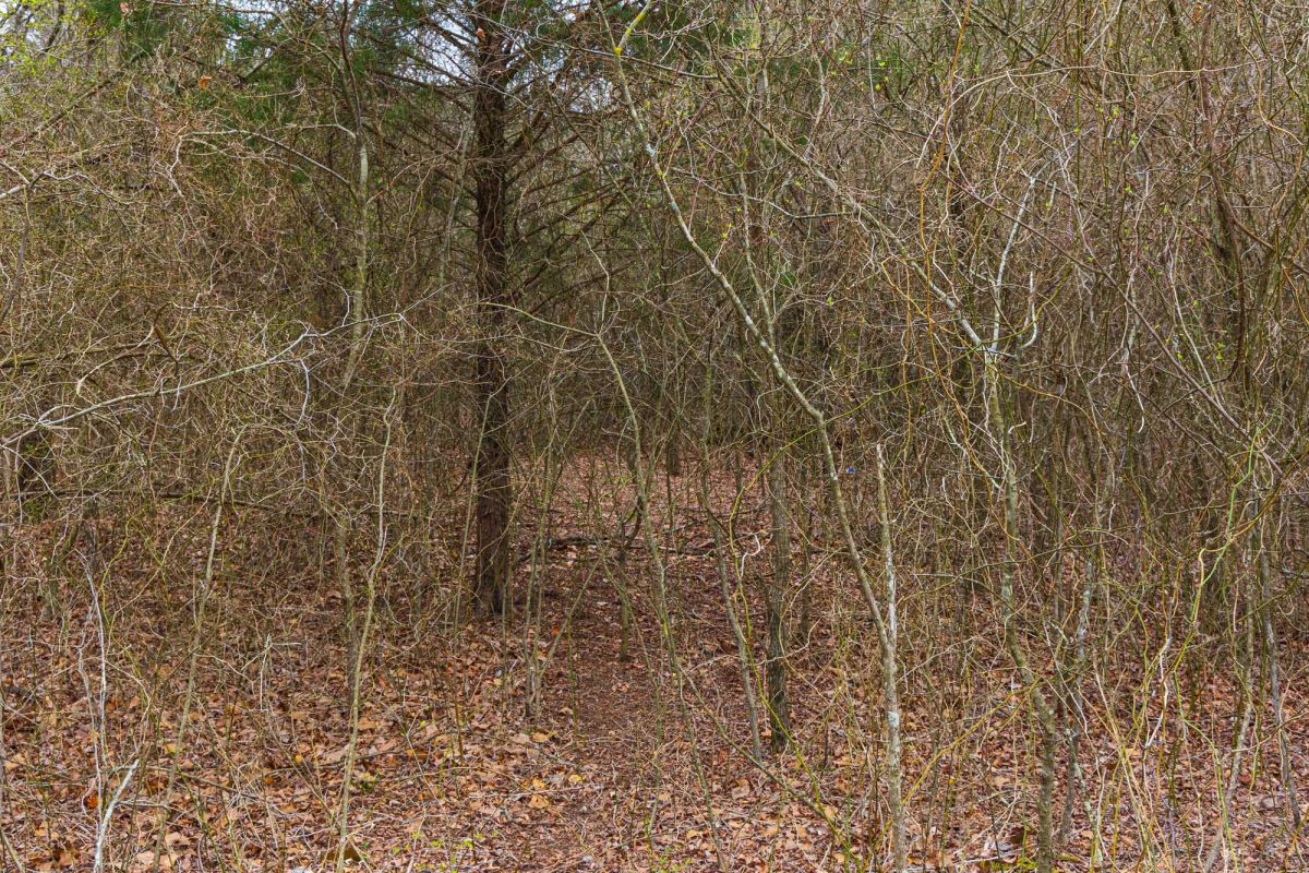 Decorative background for Reserves At Cattail Cove Phase I Tract 2 image 5