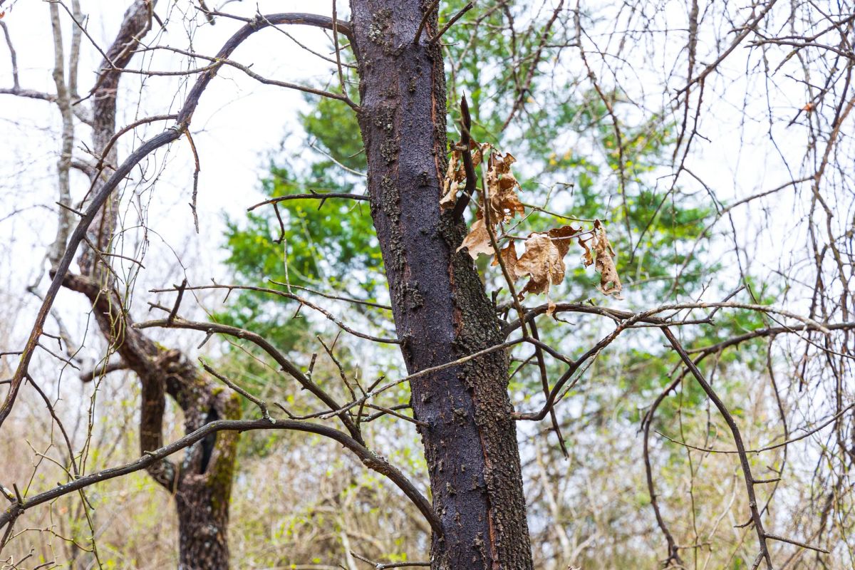 Decorative background for Reserves At Cattail Cove Phase I Tract 2 image 6