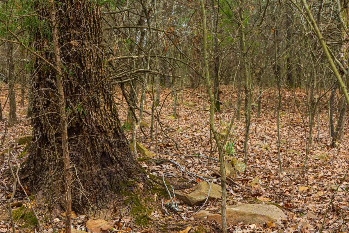 Decorative background for Reserves At Cattail Cove Phase I Tract 2 image 8