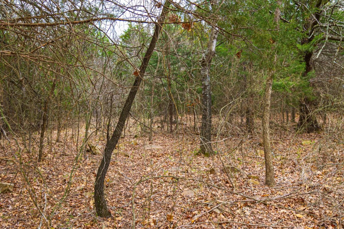 Decorative background for Reserves At Cattail Cove Phase I Tract 2 image 10