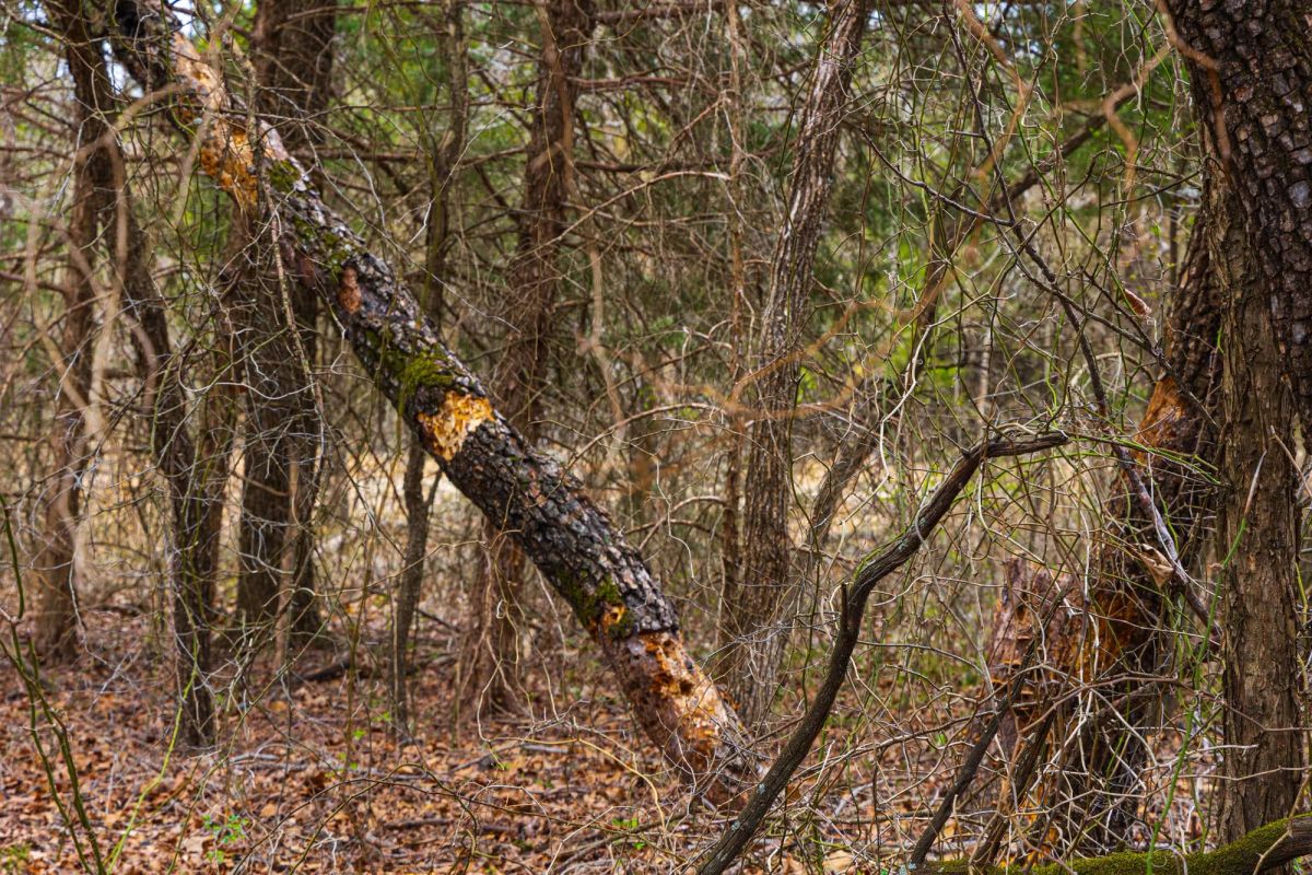 Decorative background for Reserves At Cattail Cove Phase I Tract 2 image 11